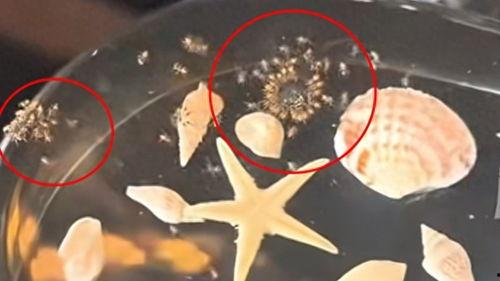 虫子最新爆料,揭秘娱乐圈惊天大事件！  第1张