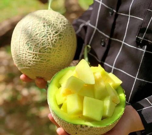 娱乐吃瓜的瓜哪里来的,探寻网络热词背后的故事  第2张